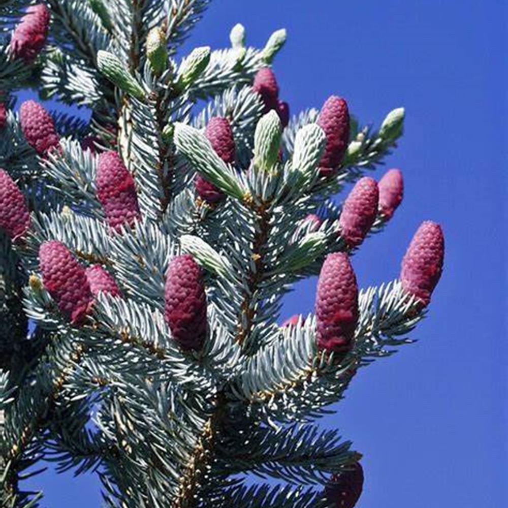 Spruce 'Colorado "Hoopsi" ' #15