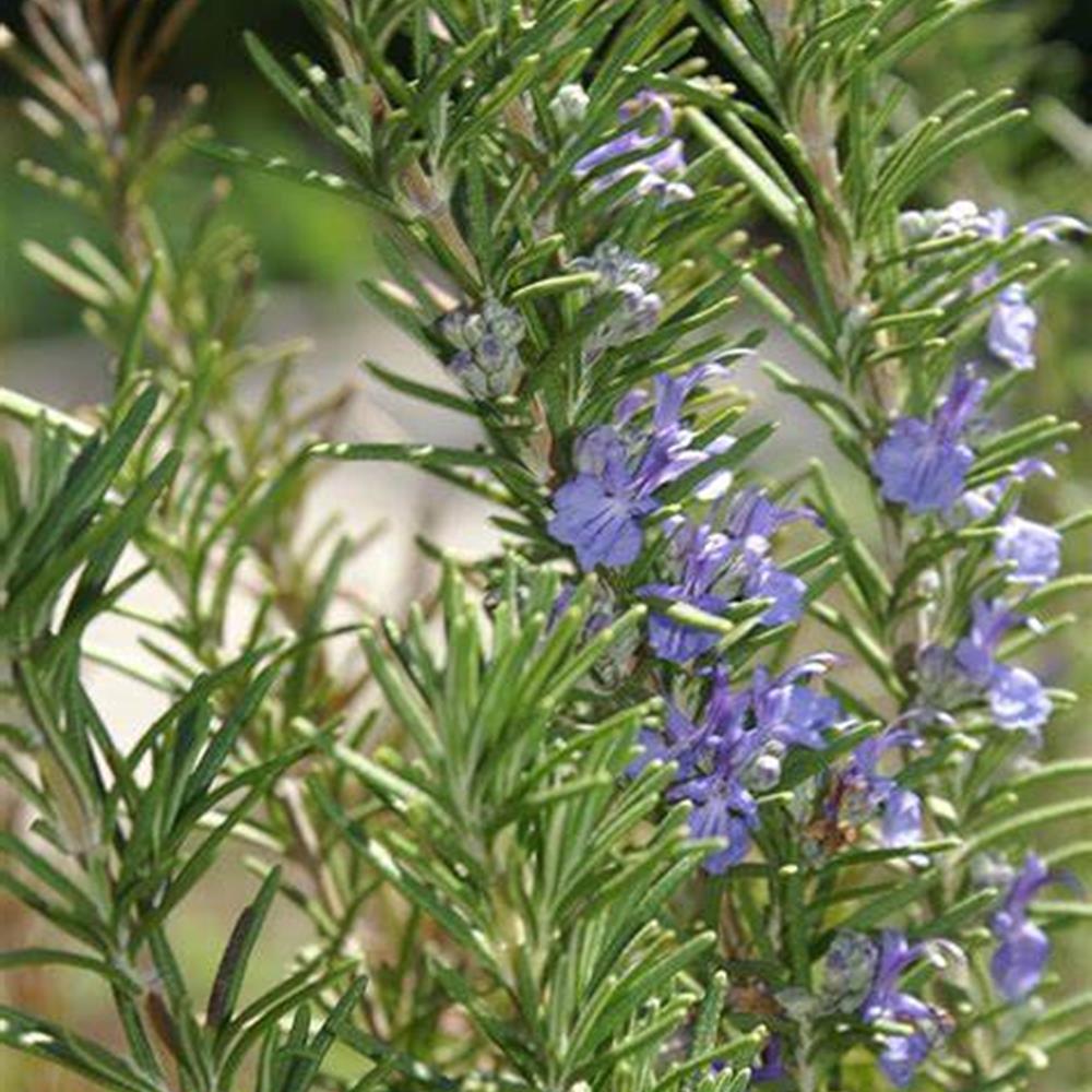 Herb Rosemary BBQ 4" 4"