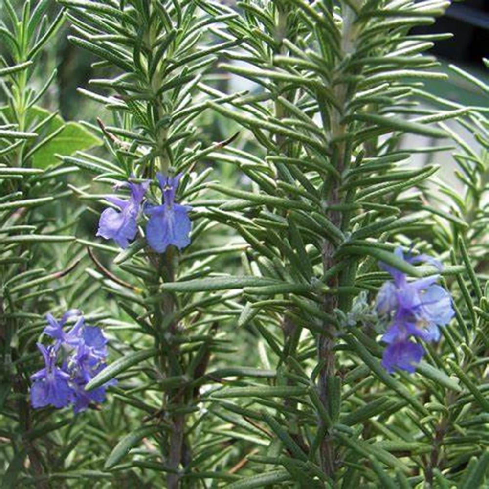 Herb, Rosemary 'Tuscan Blue' 4" 4"
