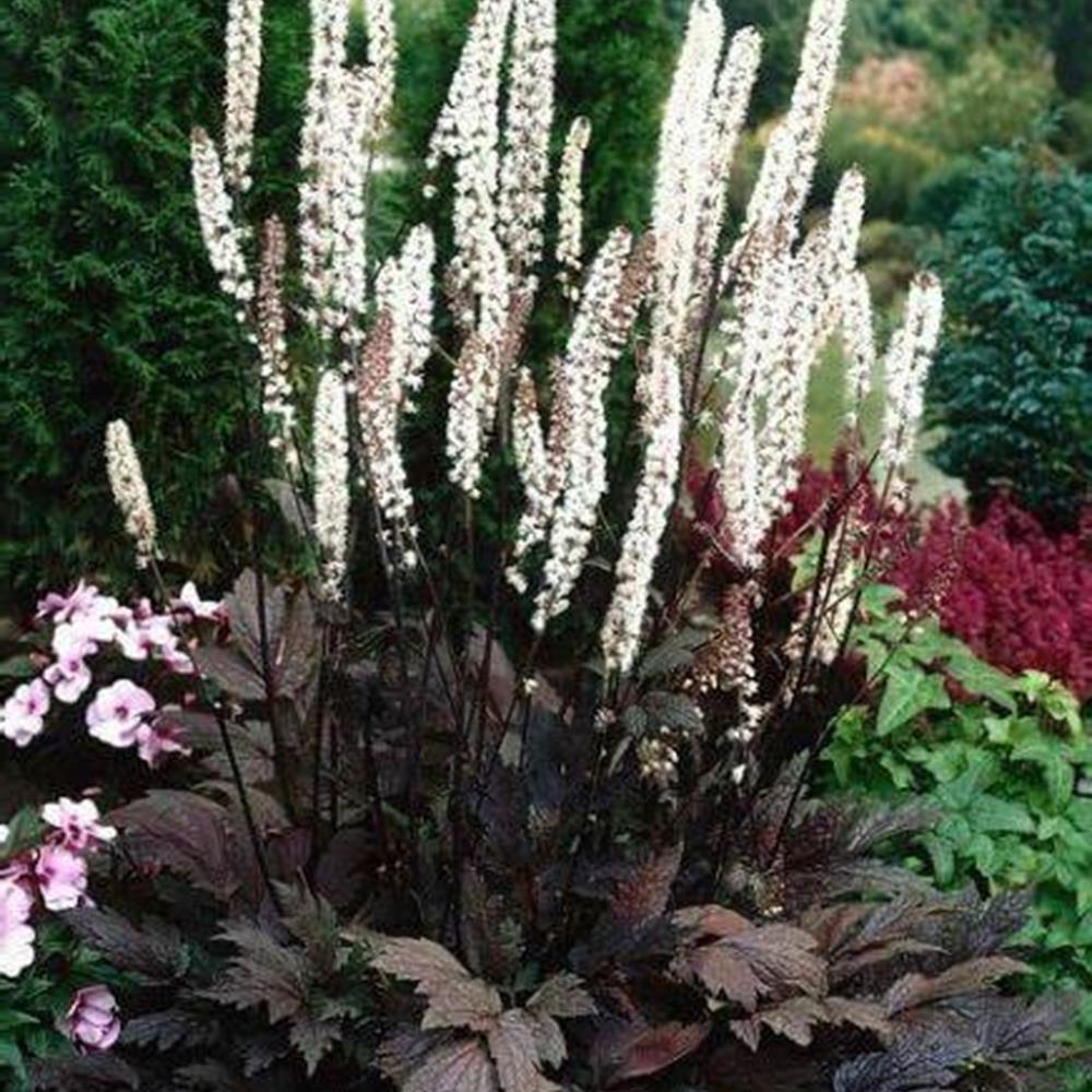 Joe Pye Weed 'Chocolate' #1 aka Snakeroot #1 Pot