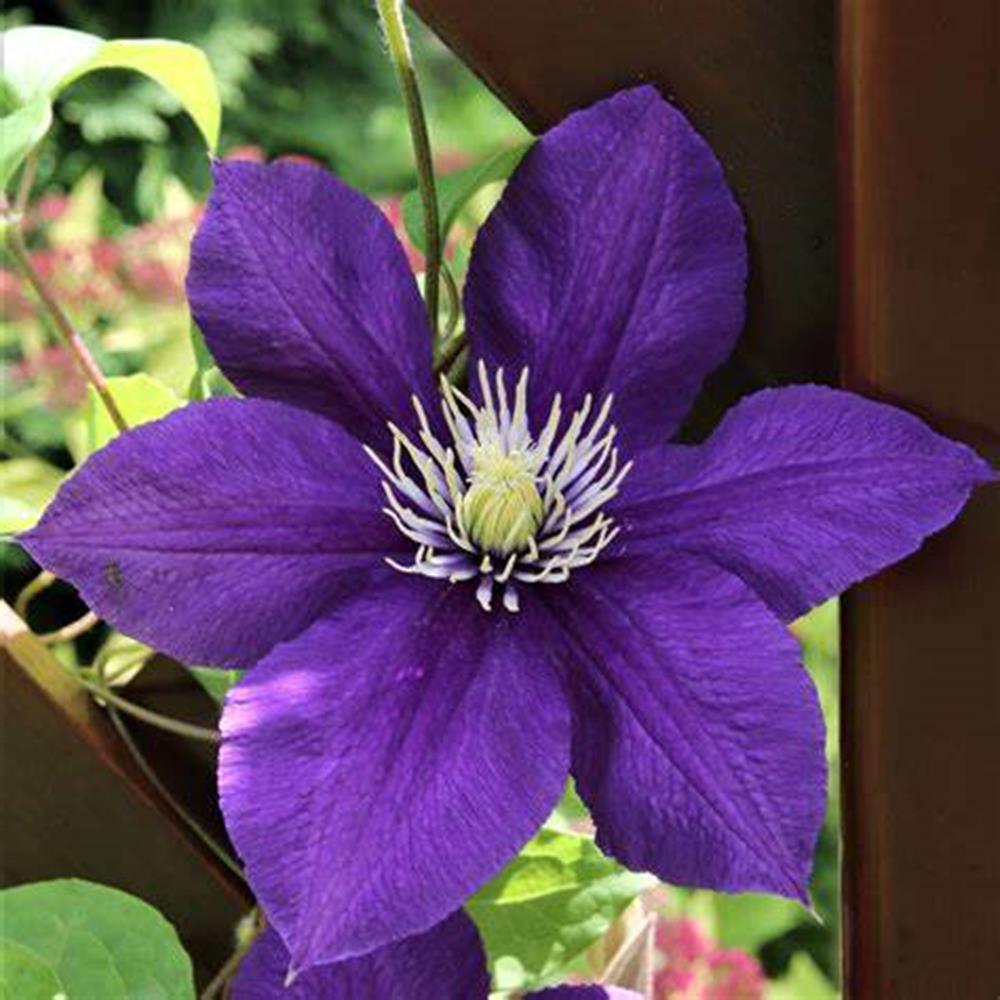 Clematis, 'Jackmanii' #2 #2