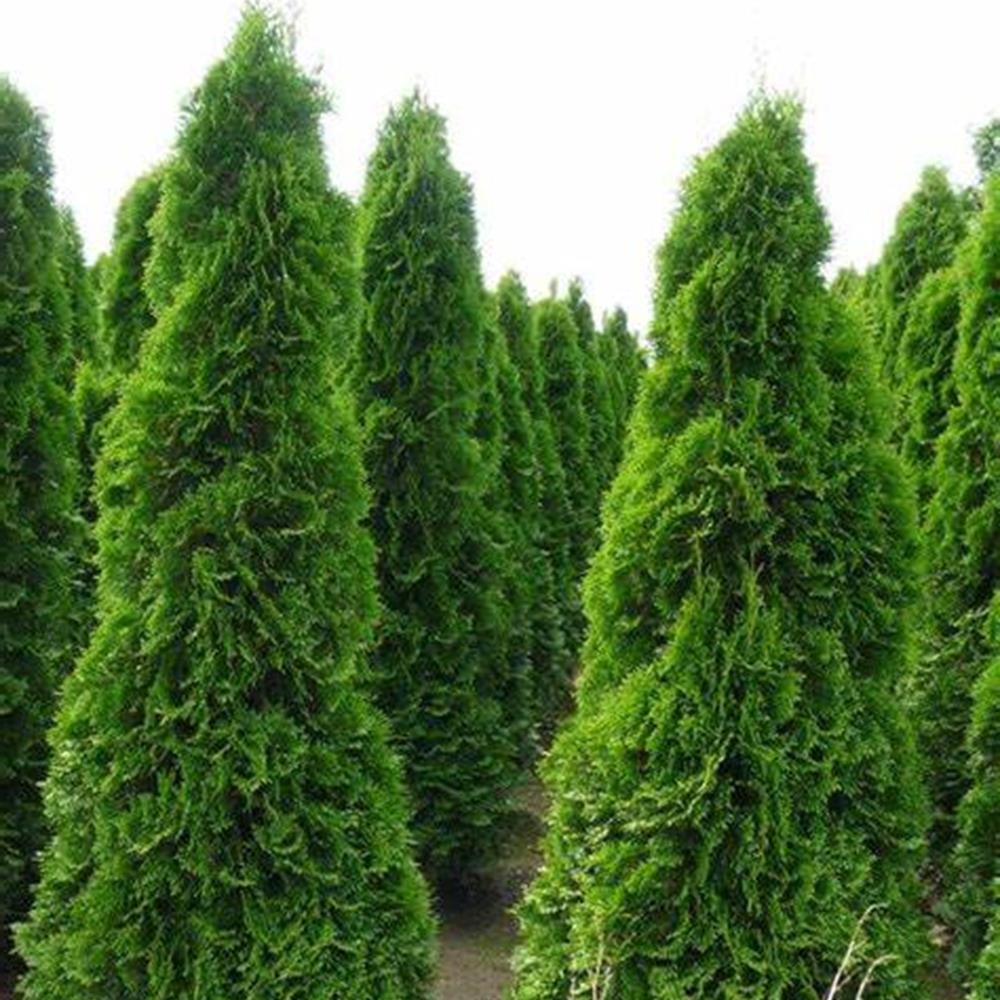 Arborvitae 'Emerald Green' #15 #15