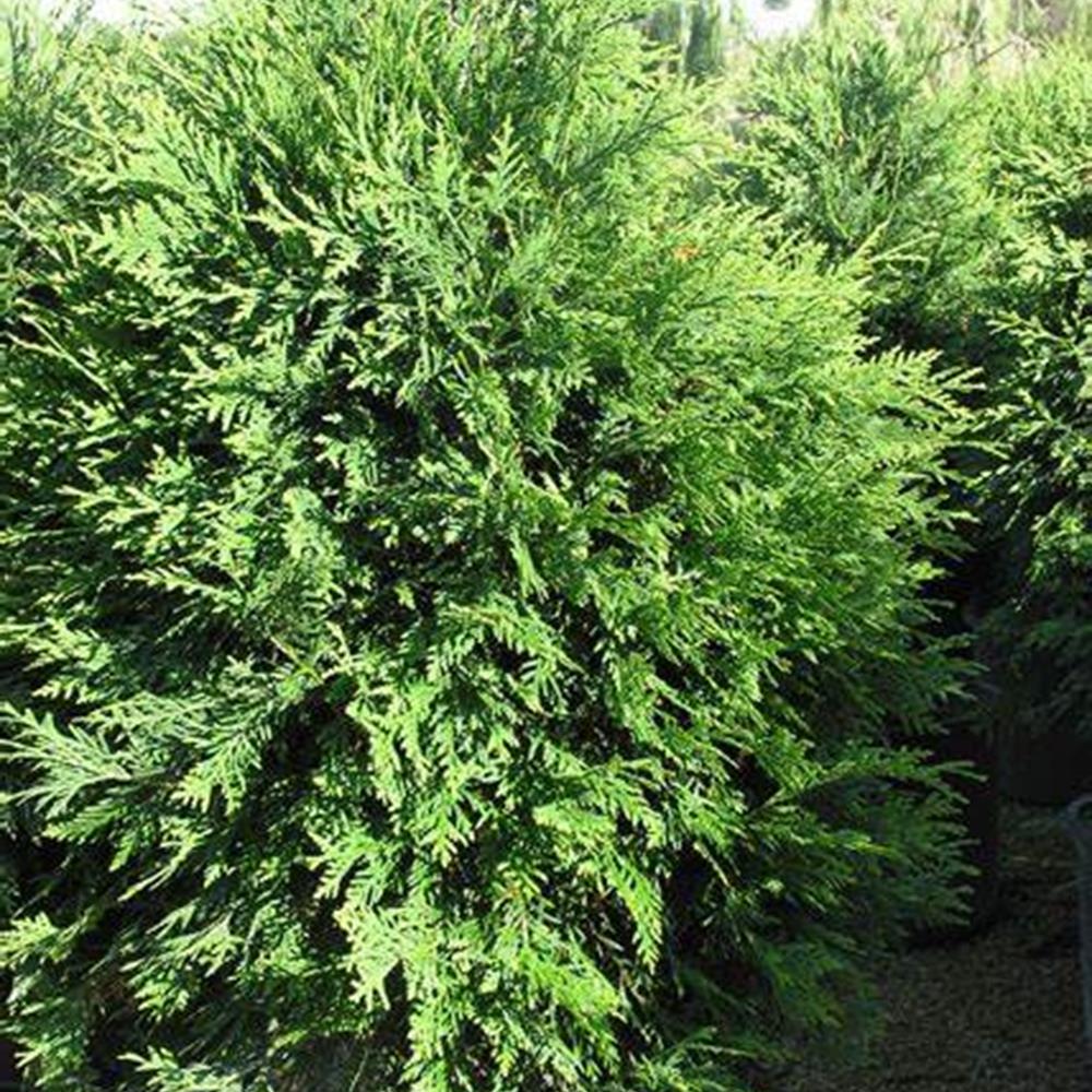 Arborvitae, 'Techny' #5 Pot