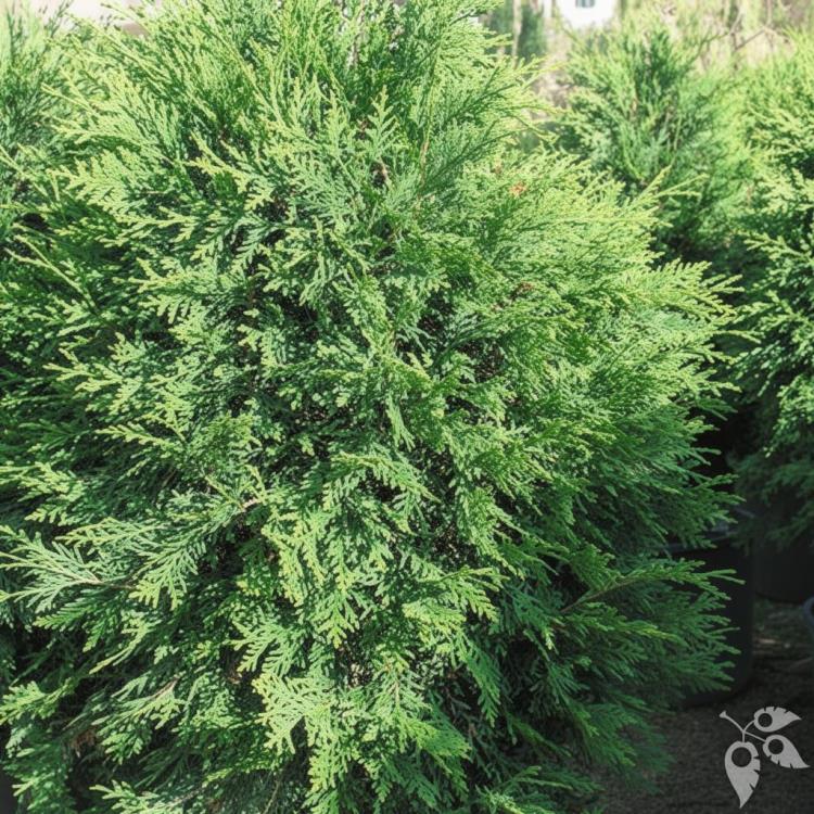 Arborvitae, 'Techny' #20 42"