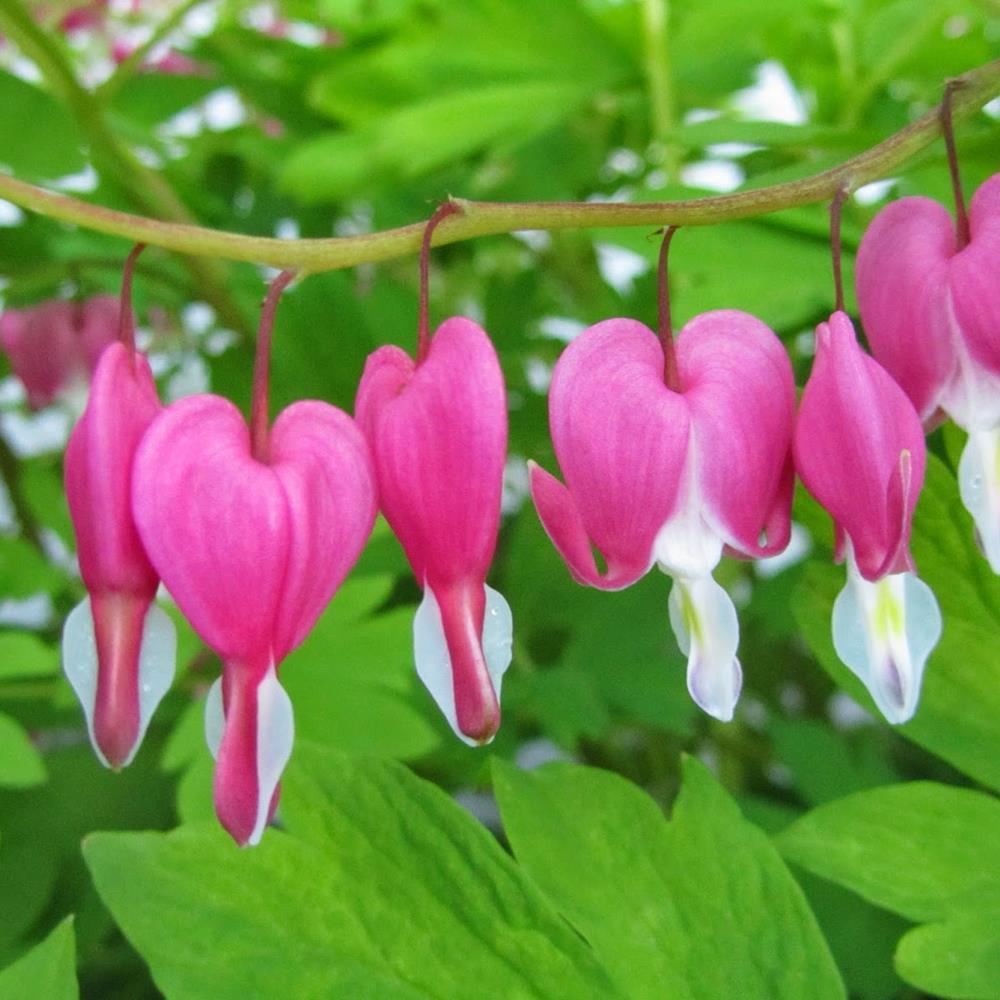 Bleeding Hearts 'Pink' #2 #2 Pot