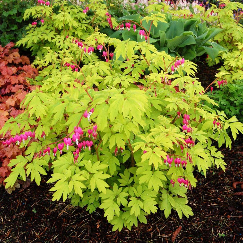 Bleeding Hearts 'Goldheart' #1 #1