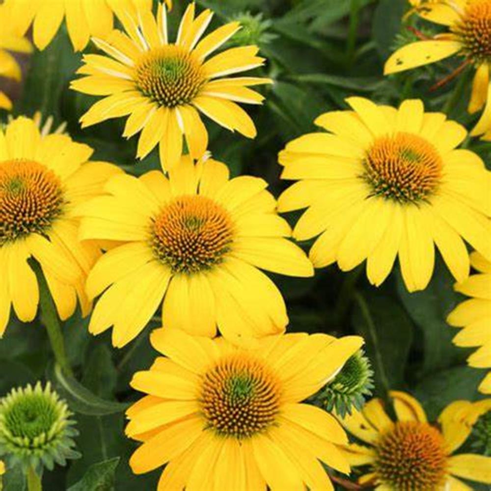Coneflower 'Sombrero Lemon Yellow' #1 #1 Pot