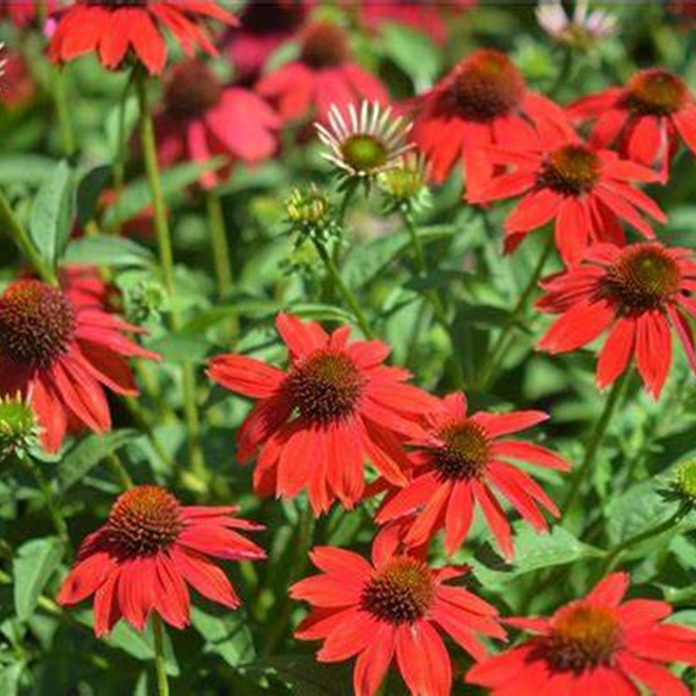 Coneflower 'Sombrero Salsa Red' #1 #1 Pot