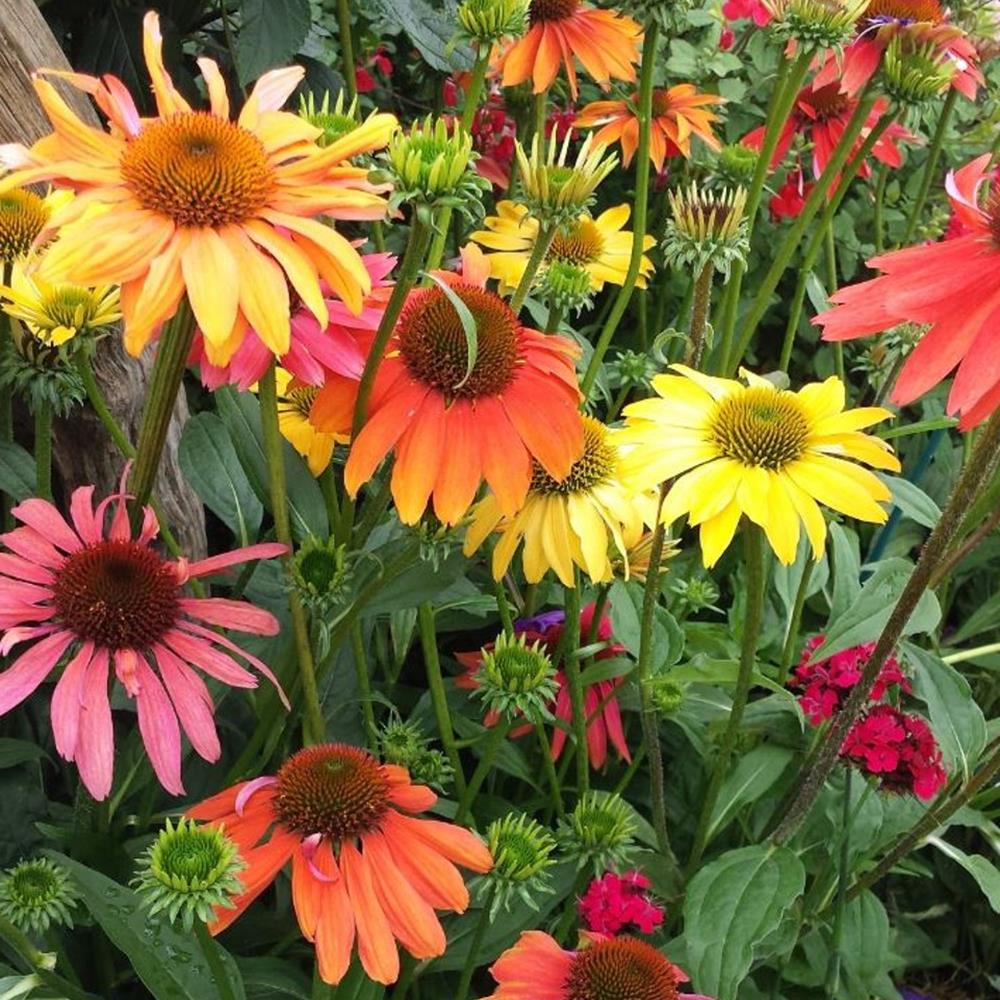 Coneflower 'Cheyenne Spirit' #1 #1 Pot