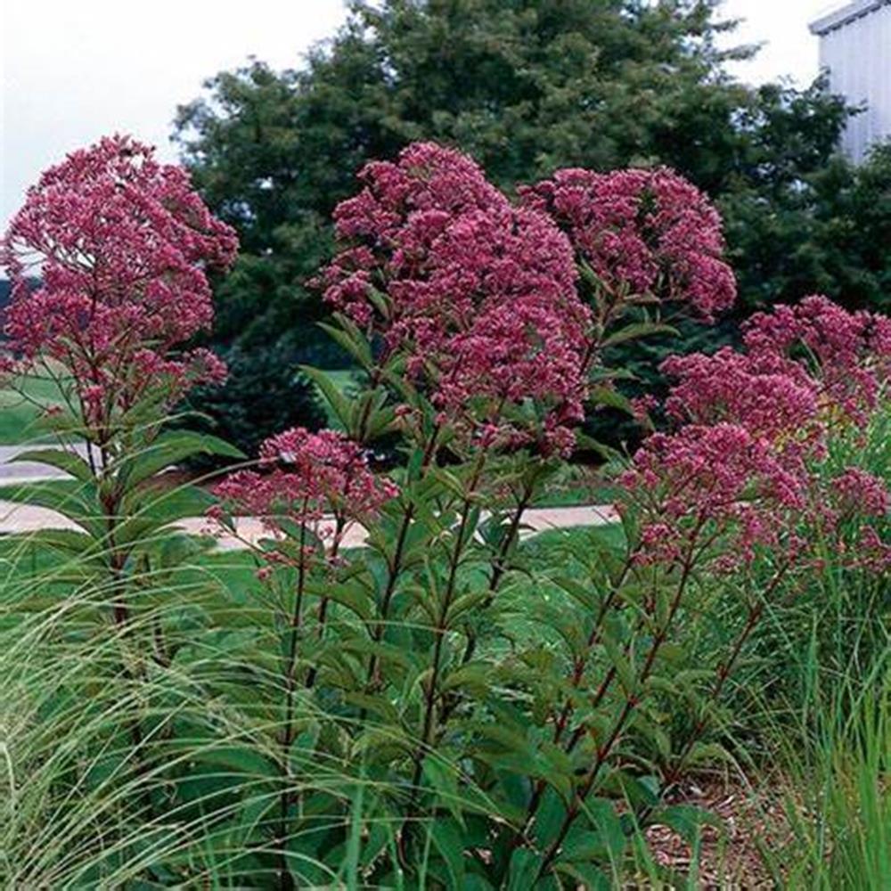 Joe Pye Weed 'Gateway' #2