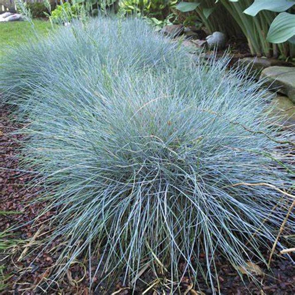 Grass, Fescue 'Elijah Blue' #1 #1