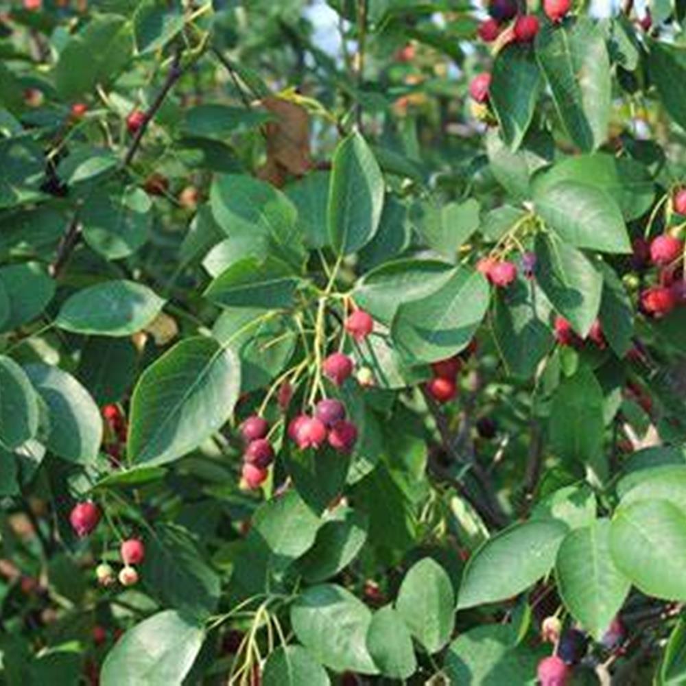 Serviceberry, 'Autumn Brillian #10 MS #10
