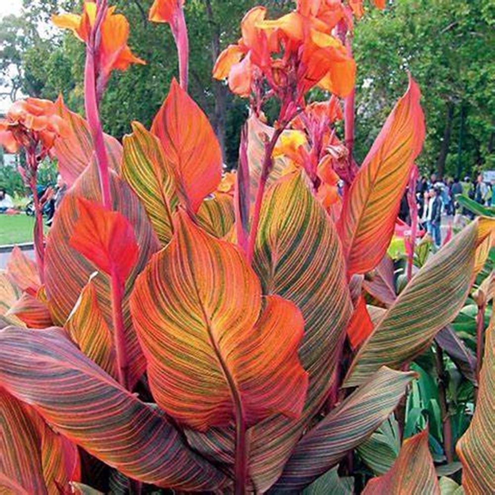 Canna 'Tropicana' #2 Pot