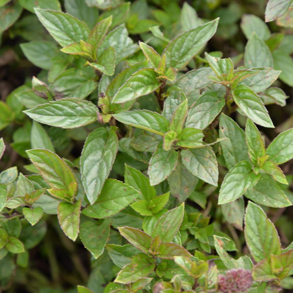 Herb, Mint Chocolate 4" 4"