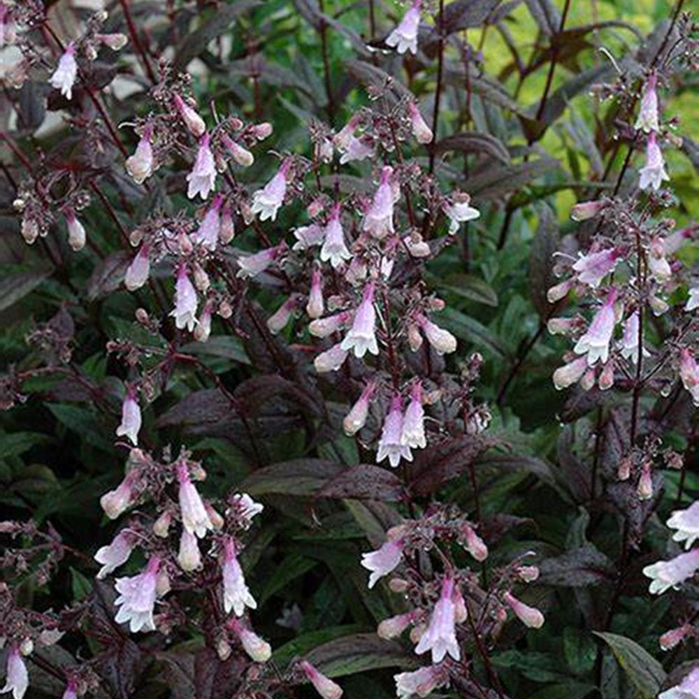 Penstemon 'Dark Towers' #1 #1