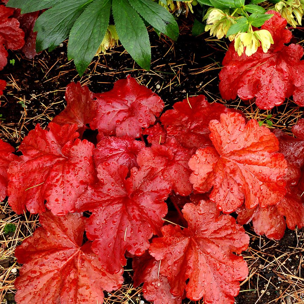 Coral Bells 'Fire Alarm' #1 #1 Pot
