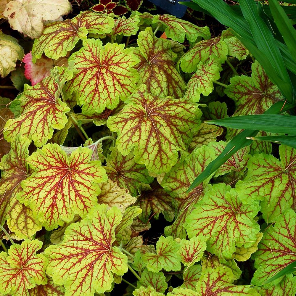 Coral Bells 'Red Lightning' #1 #1