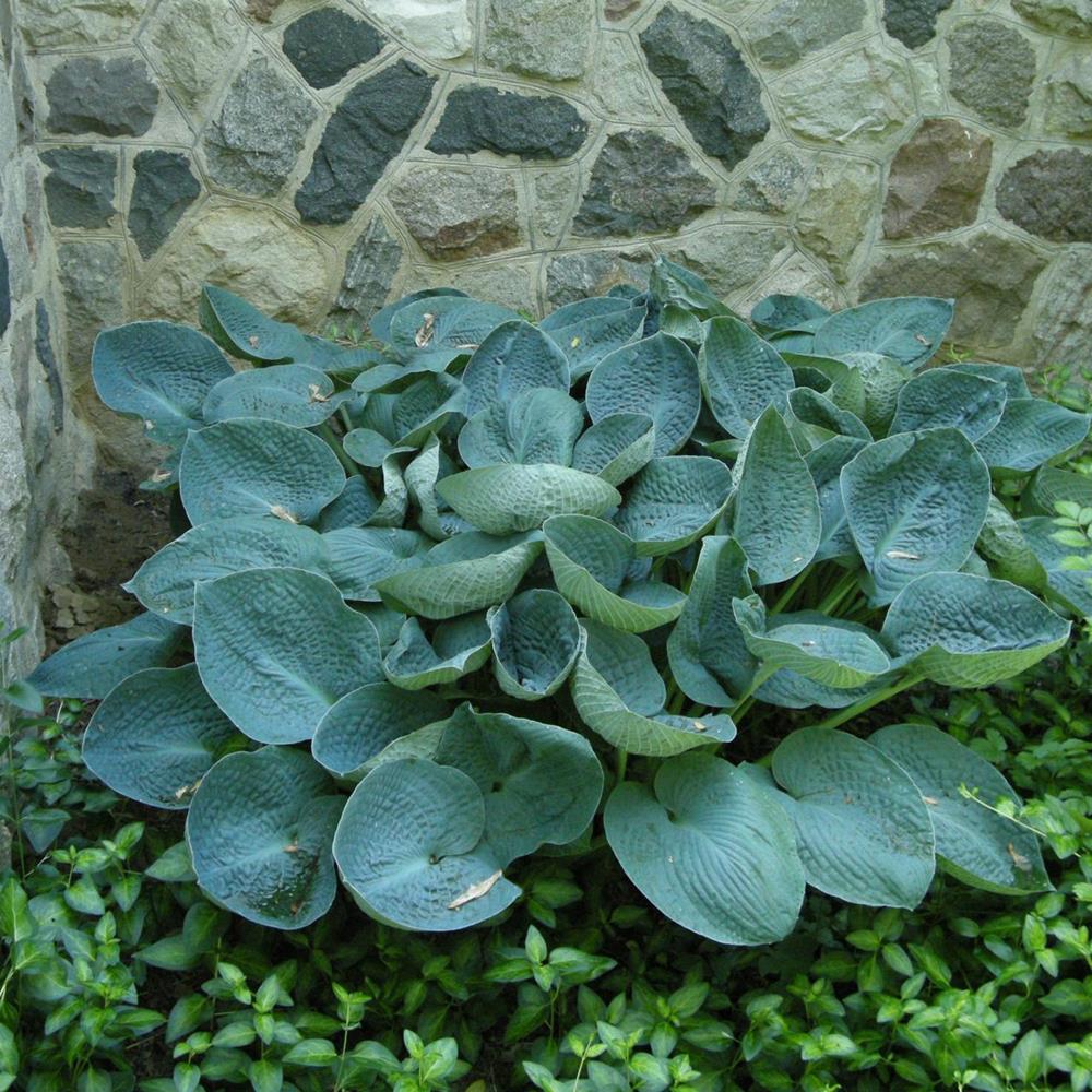 Hosta 'Big Daddy' #1 #1