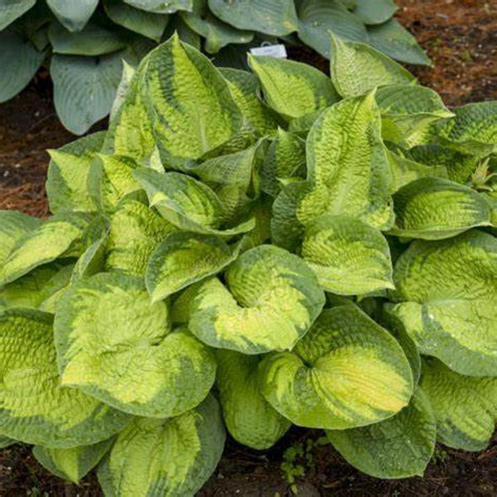 Hosta 'Brother Stefan'
