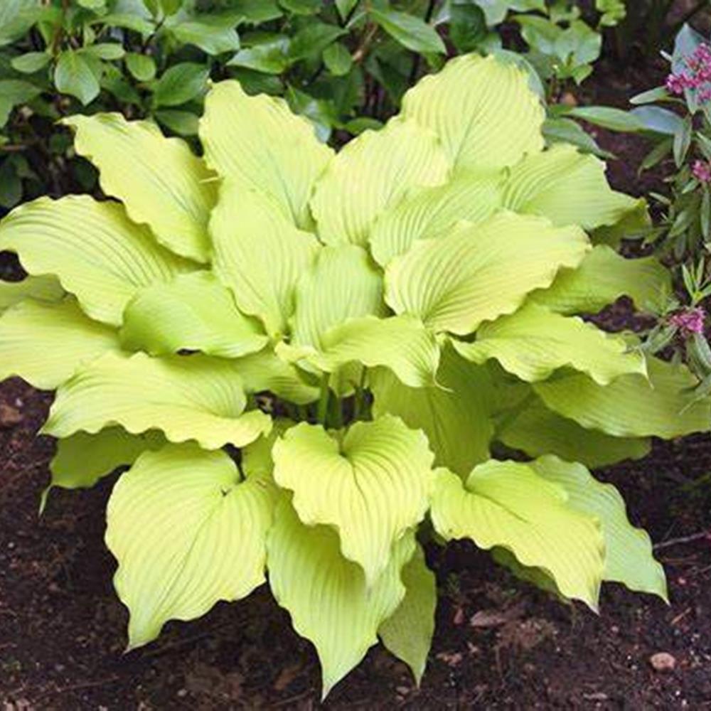 Hosta 'Dancing Queen' #1 #1