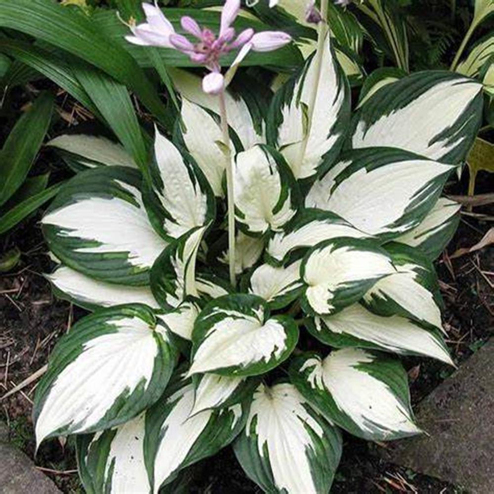 Hosta 'Fire & Ice' #1 #1