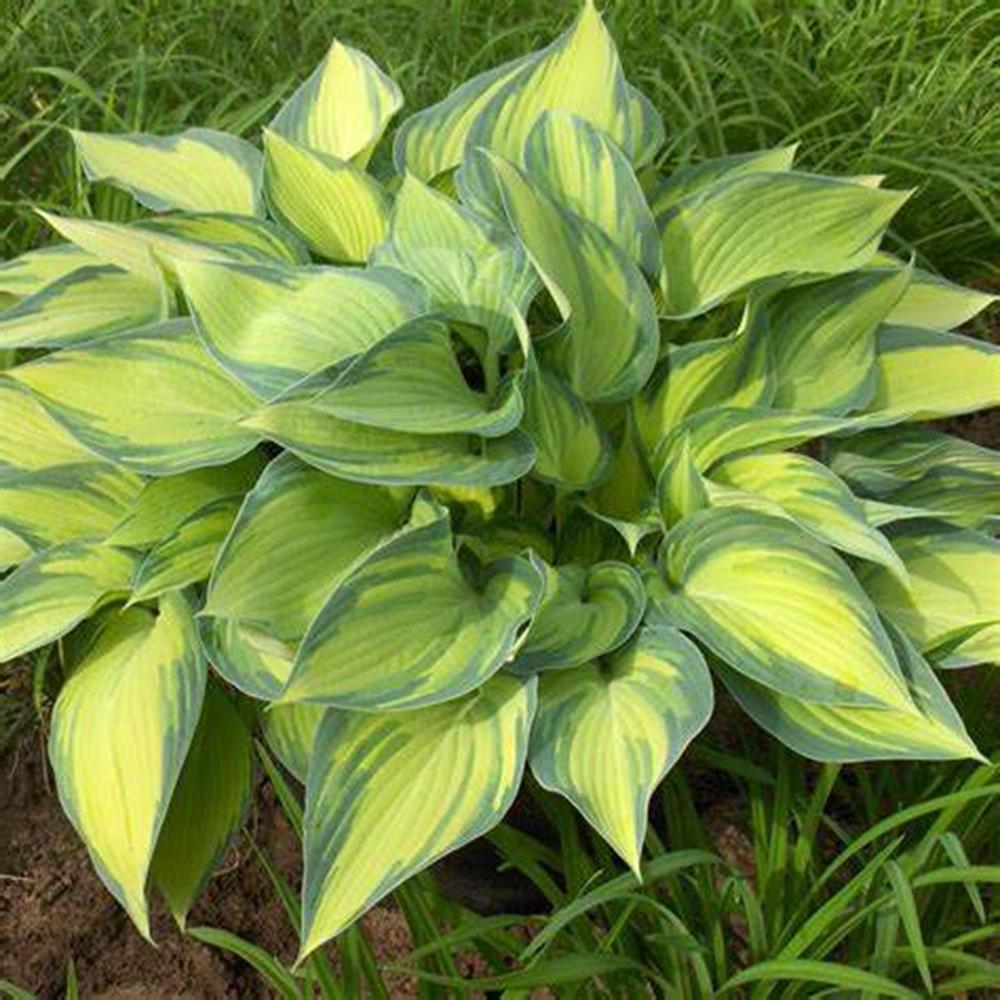 Hosta 'June' #1