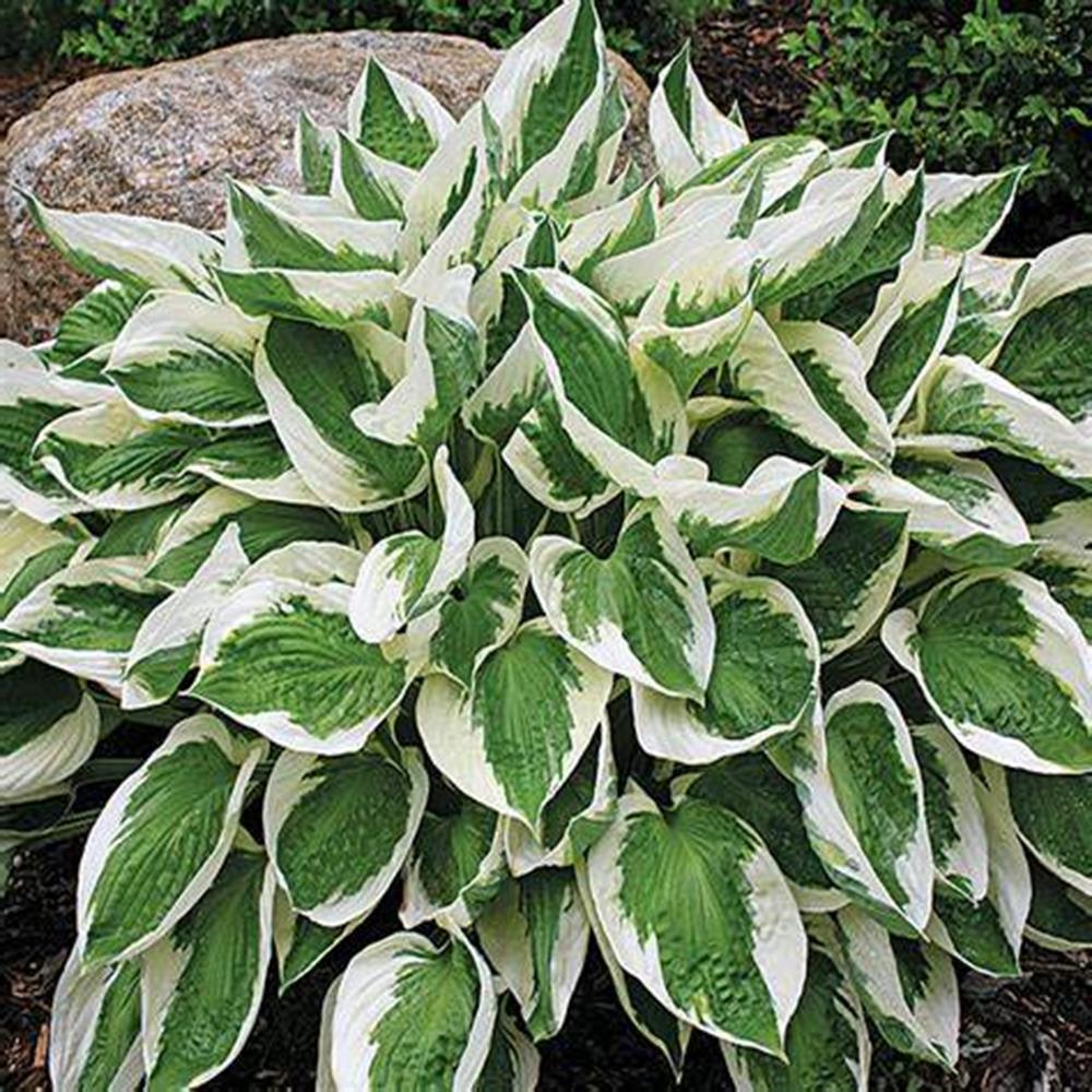 Hosta 'Minuteman' #1