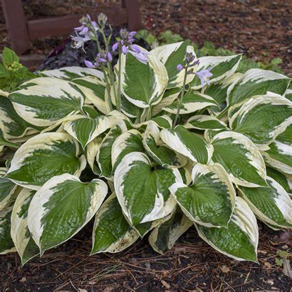 Hosta 'Patriot' #2