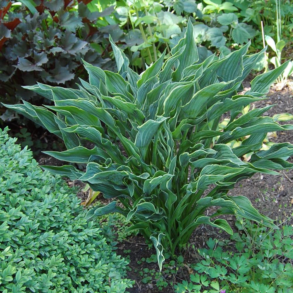 Hosta 'Praying Hands'