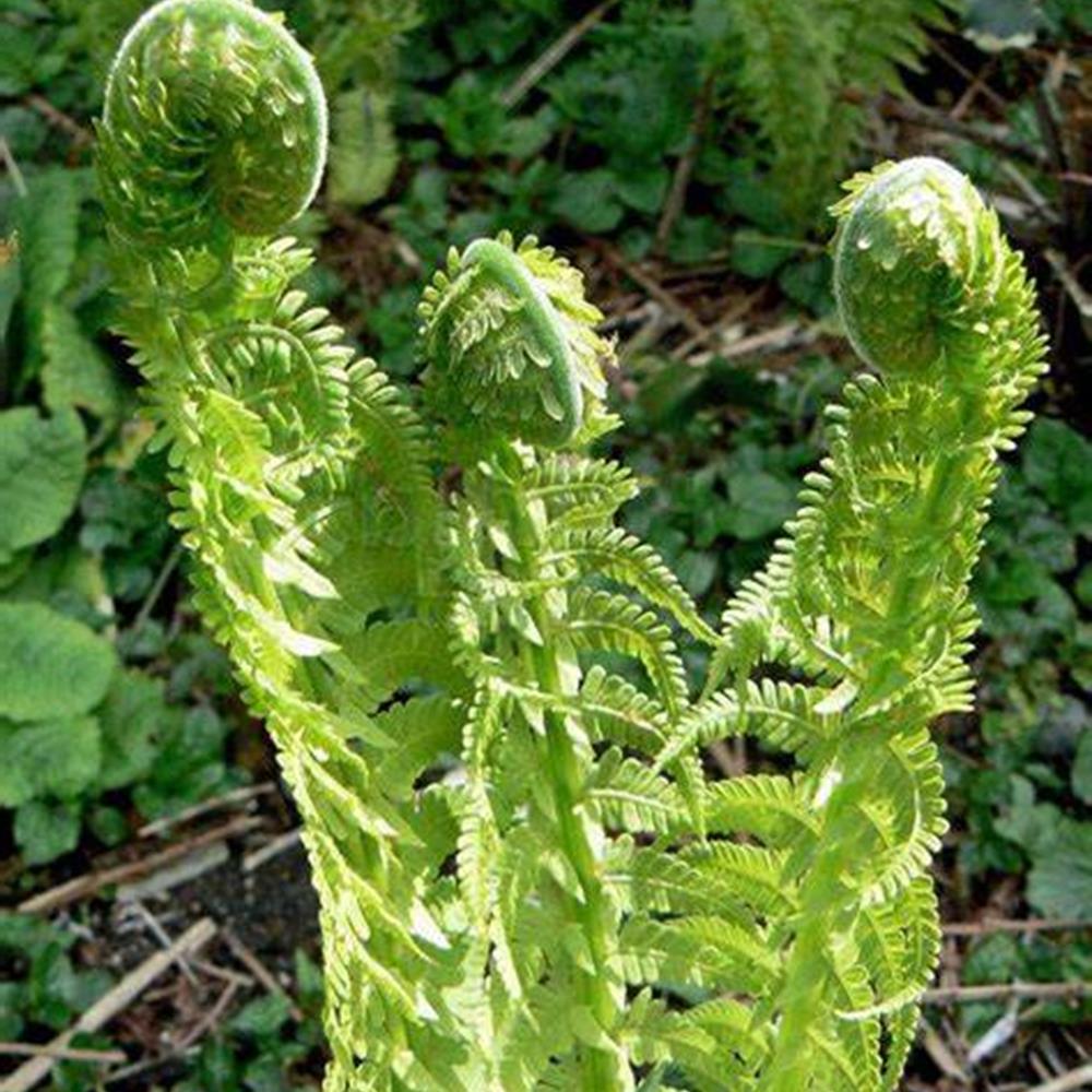 Fern, Ostrich 'The King' #1 #1