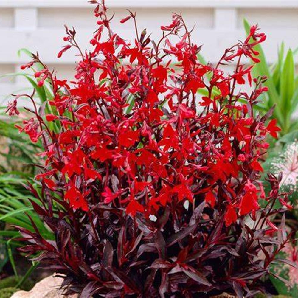 Lobelia 'Queen Victoria' aka