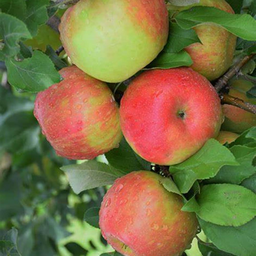 Apple, 'Honeycrisp' SD M7A #7