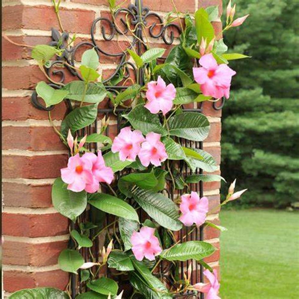 Mandevilla Pink/Alice Dupont Trellis 10"