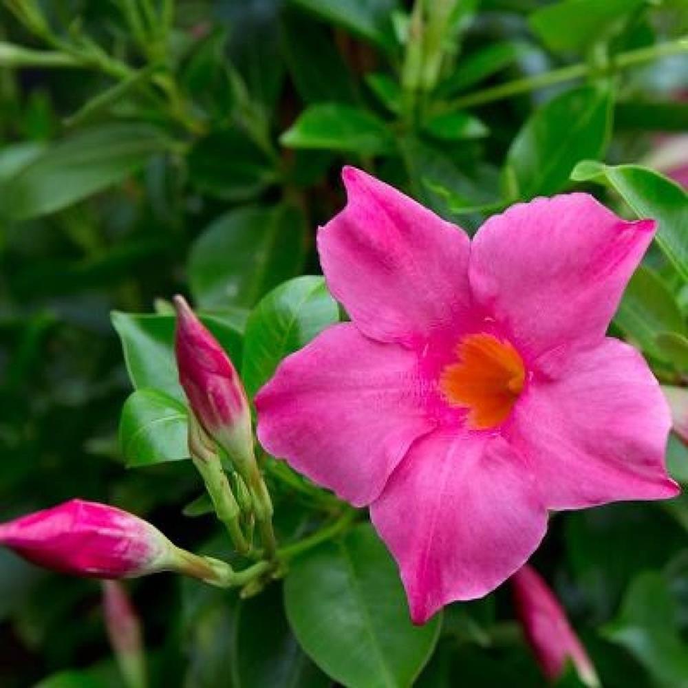 Mandevilla 'Pinks' Asst 6" Hoop 6" Hoop