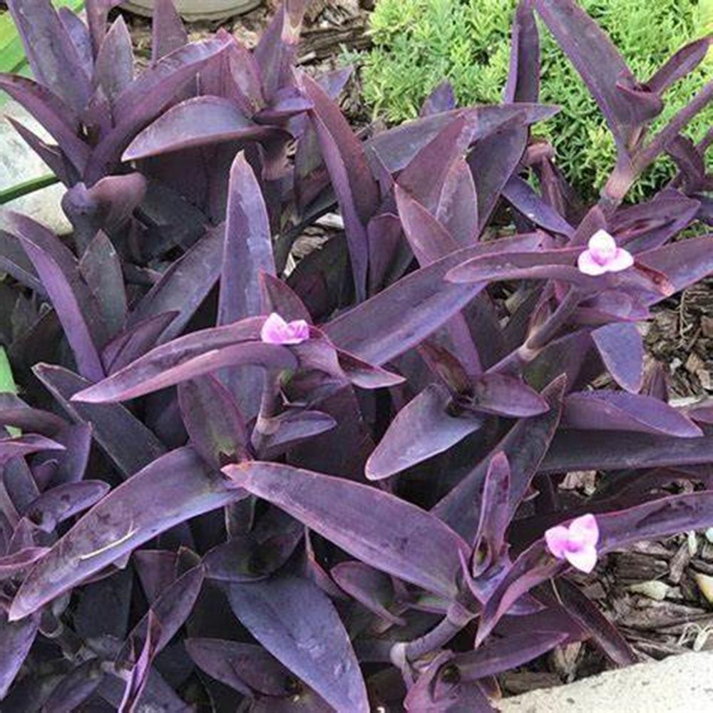 Setcreasea Purple Queen 4.75"