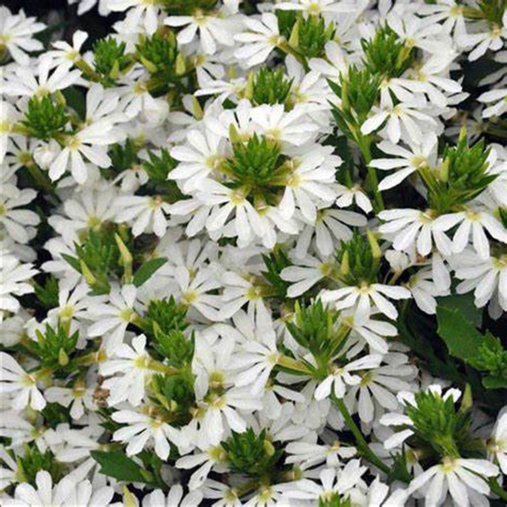 Scaevola 'Whirlwind White' 4.25" 4.25"