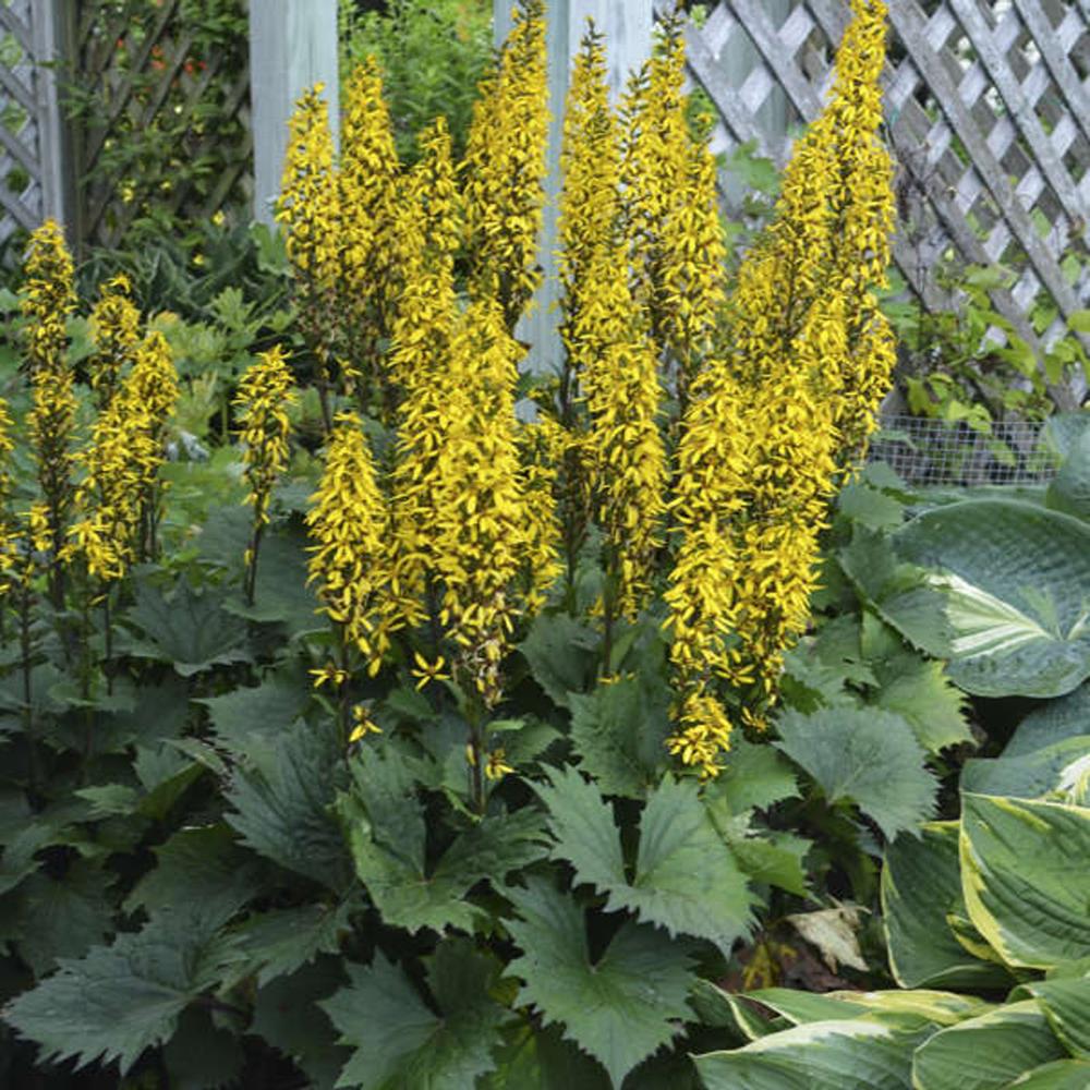 Ligularia 'Bottle Rocket'