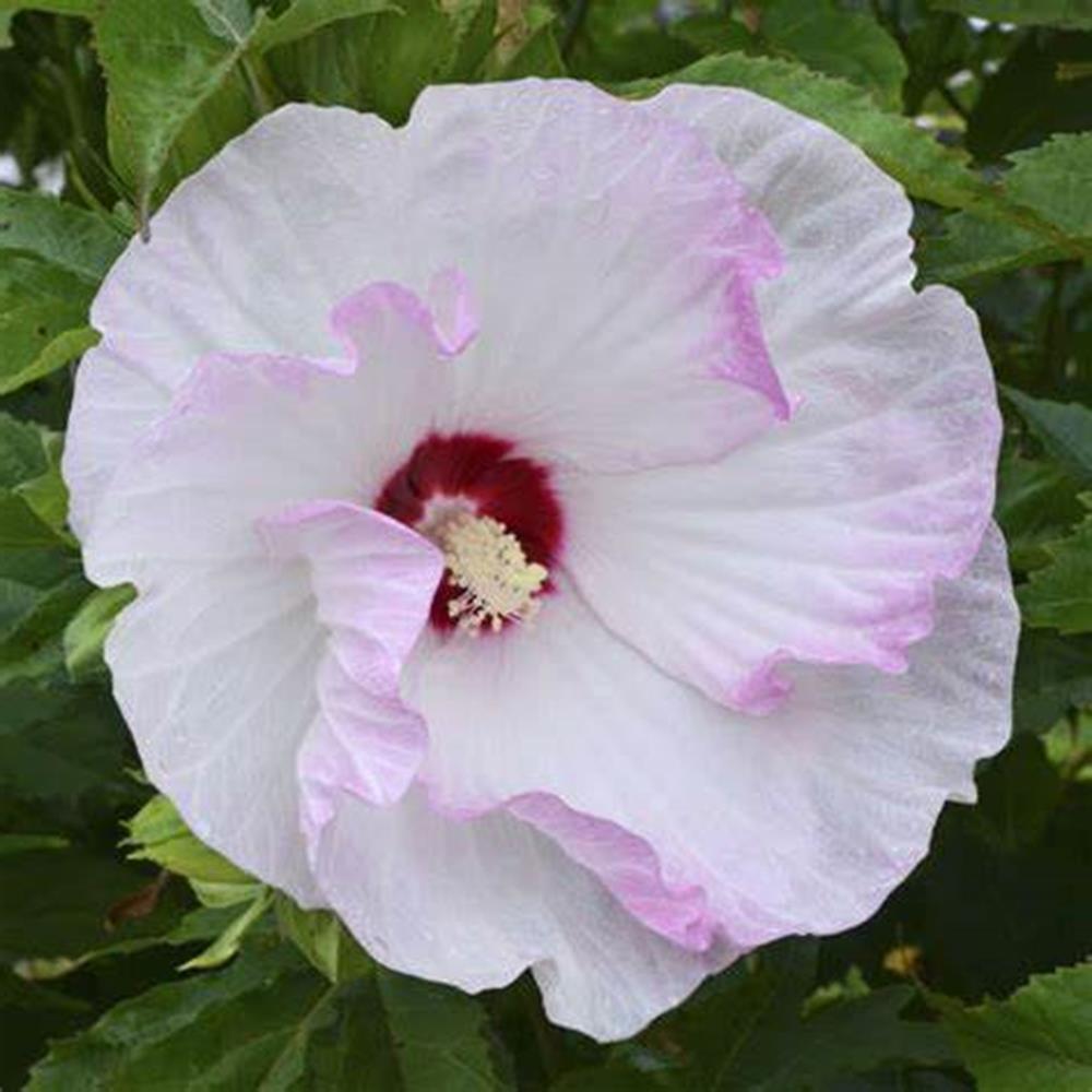 Hibiscus 'Ballet Slippers' #1 #1