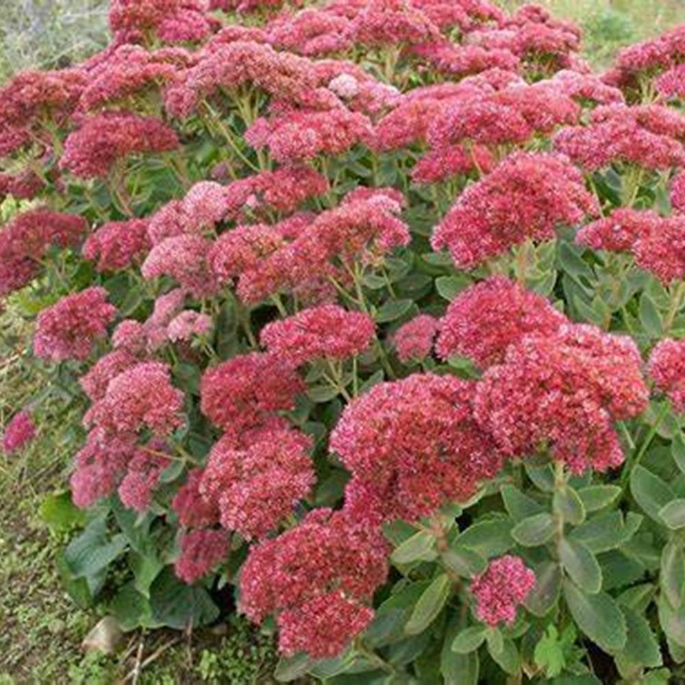Sedum, Tall 'Autumn Fire' #1 #1