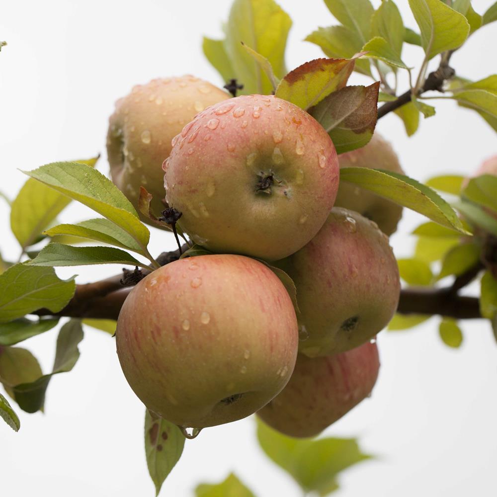 Apple, 'SnowSweet' Semi Dwarf #5