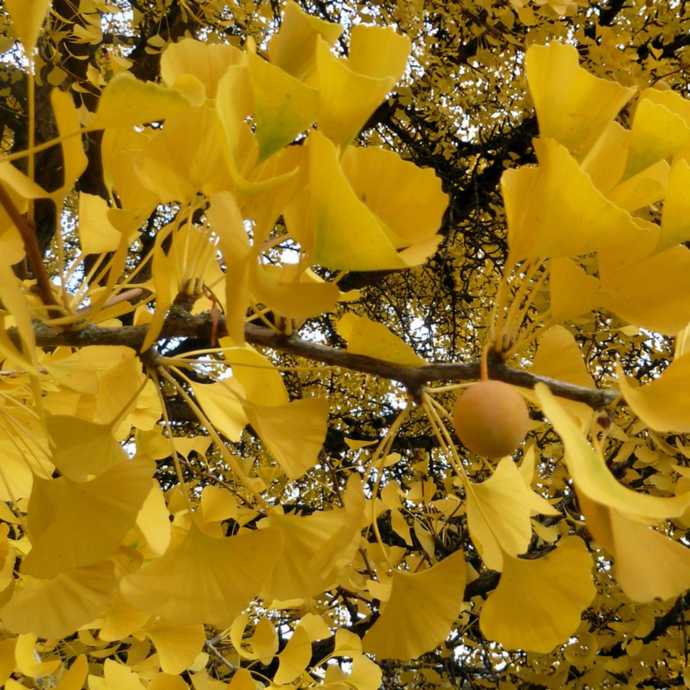Ginkgo, 'Autumn Gold' #7