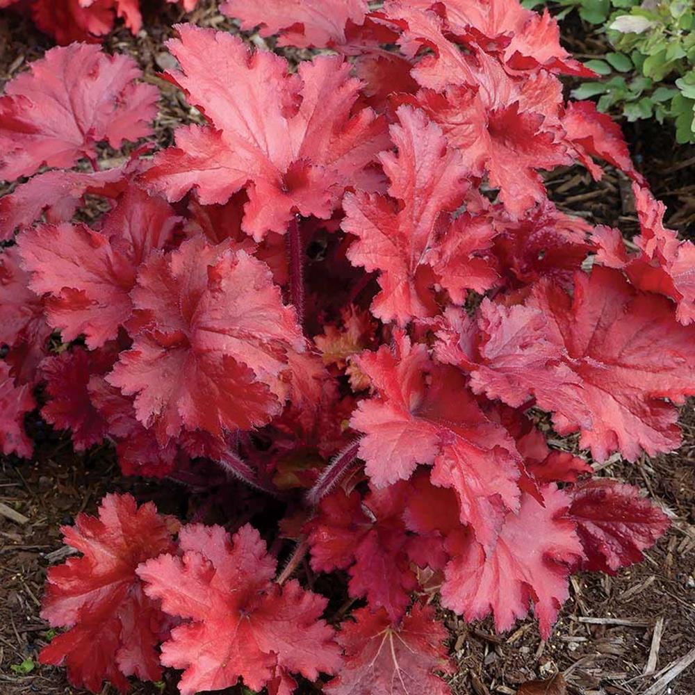Coral Bells 'Forever R Red' #1