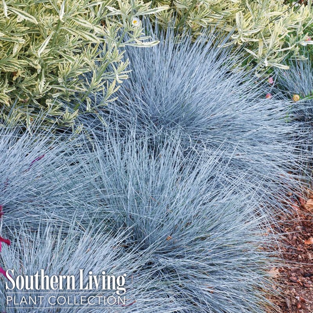 Grass, Blue Fescue 'Beyond Blue' #2 #2 Pot