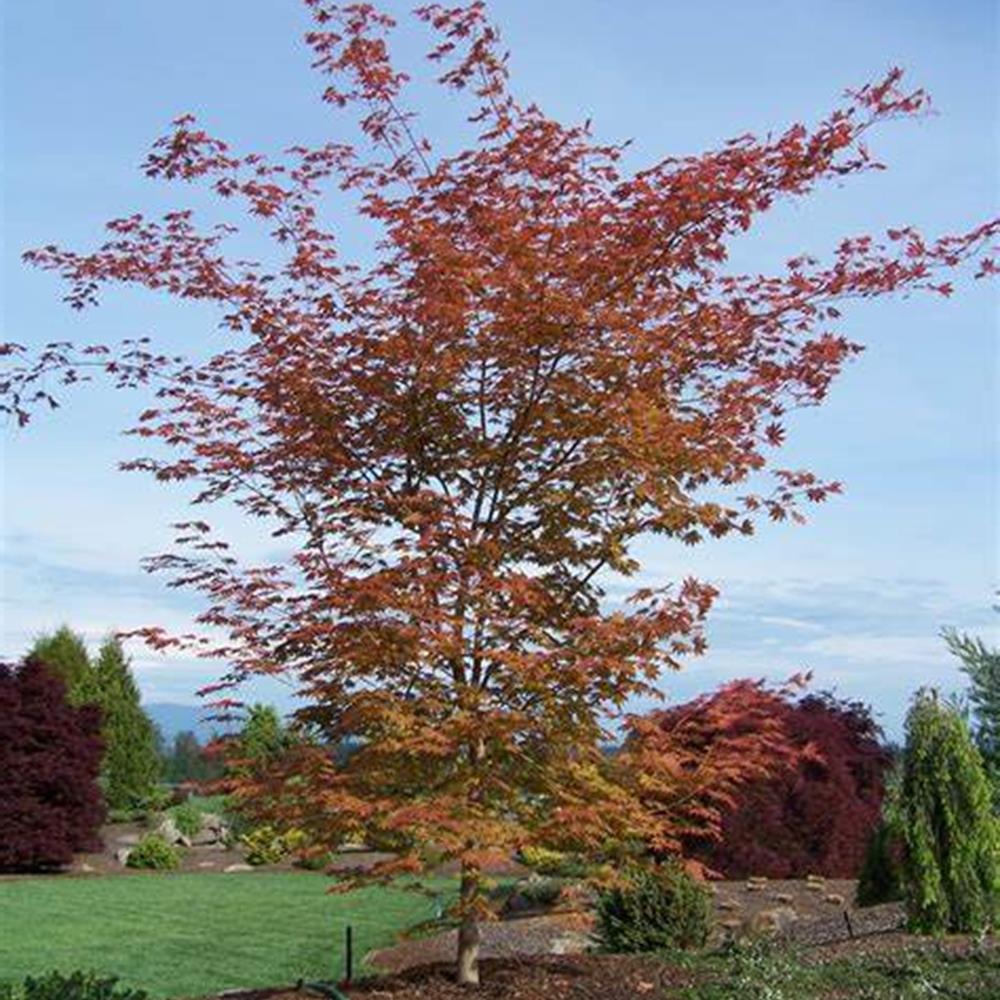 Maple, Korean 'North Wind' #15 #15 Box