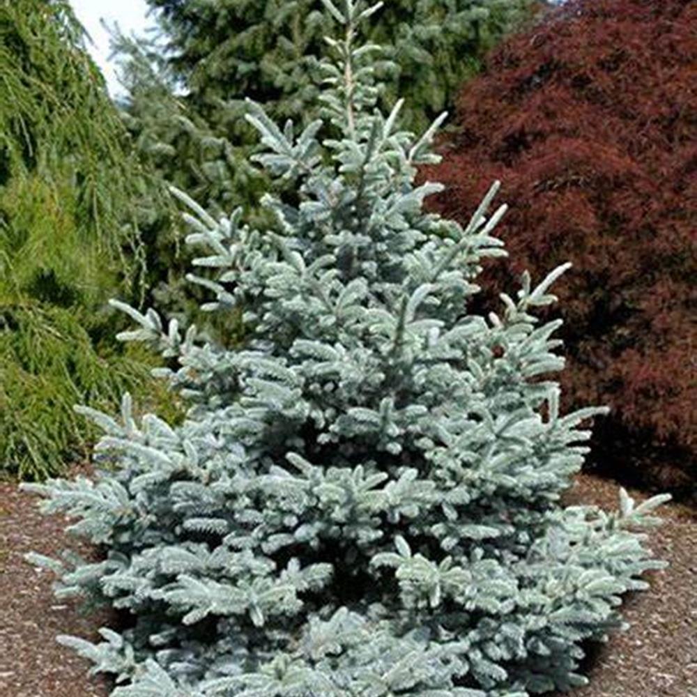 Spruce, Colorado 'Bonnie Blue' #15 #15