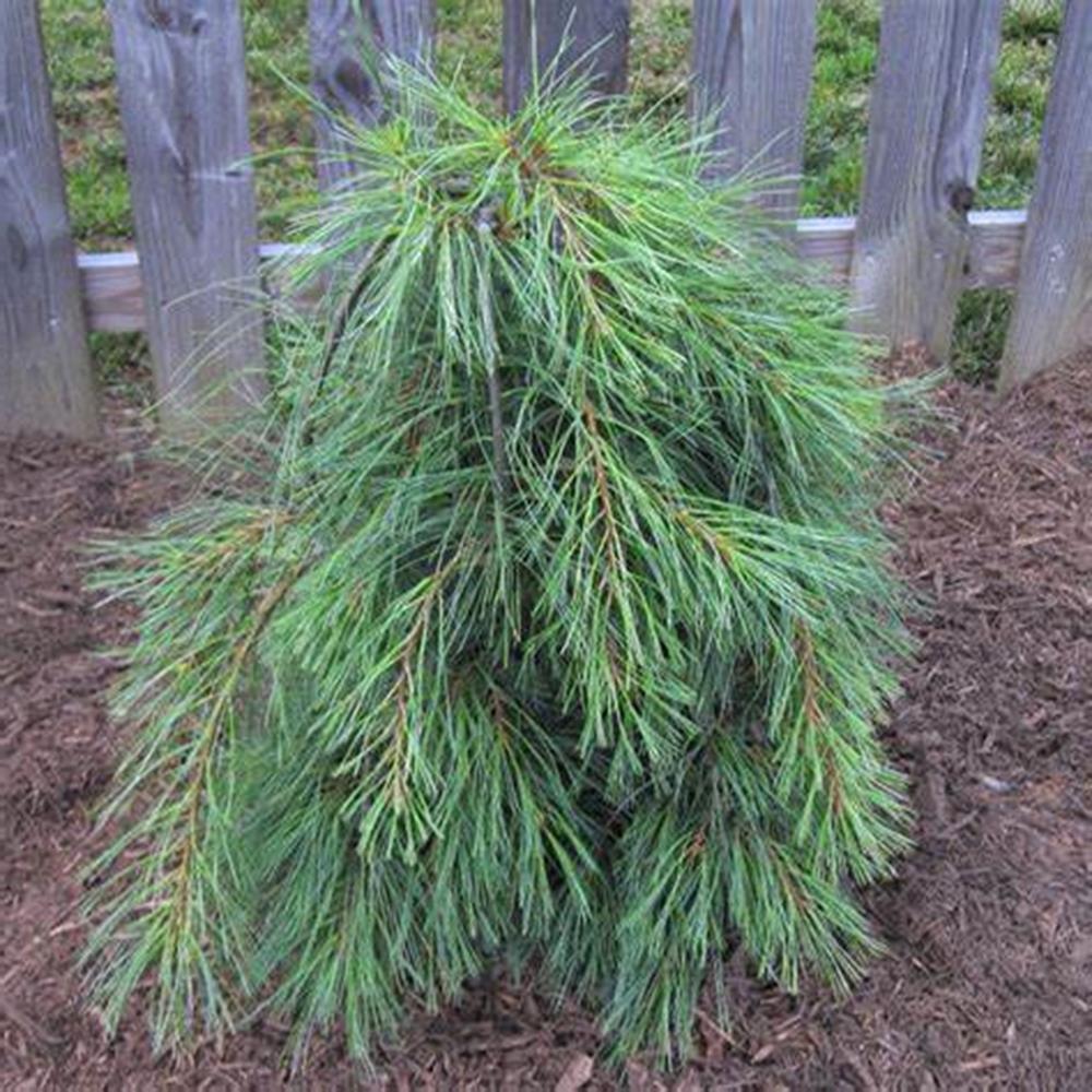 Pine, Eastern White 8' B&B 8' B&B