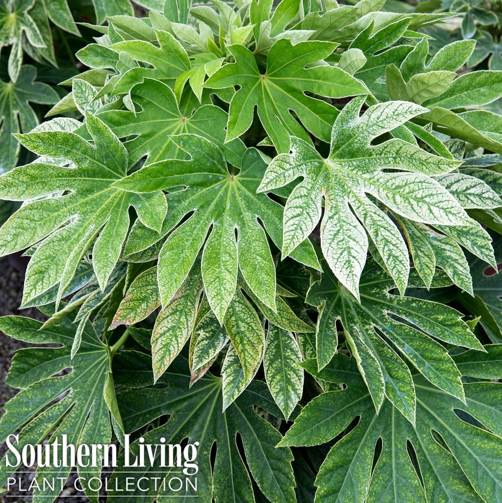 Fatsia Spider's Web 10"