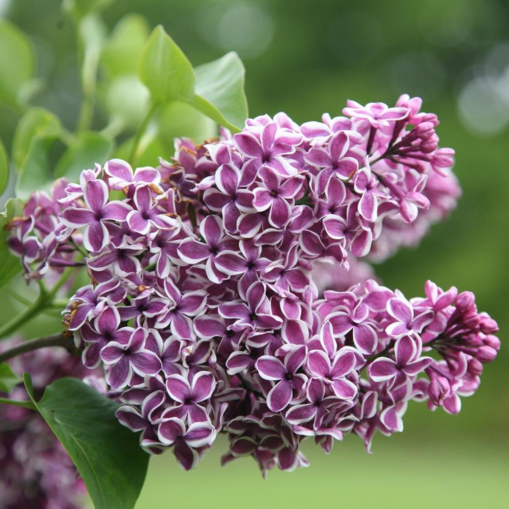 Lilac, French 'Sensation' #3