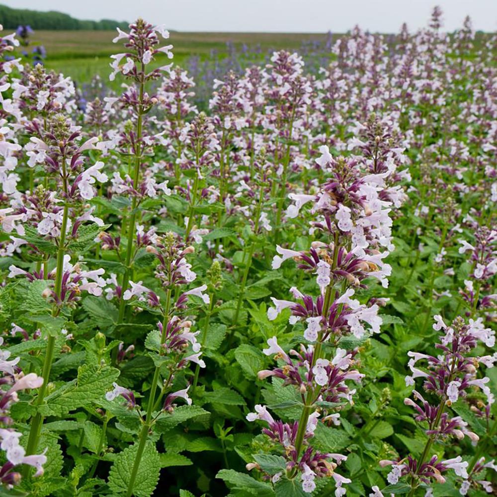 Nepeta 'Whispurr Pink'
