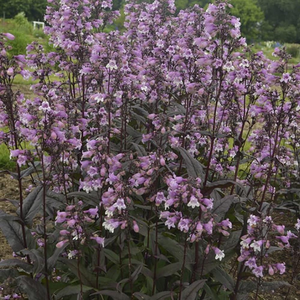 Penstemon 'Midnight Masquerad' #1